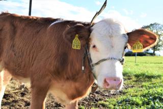 Ferienwohnung Thalhammer - 3