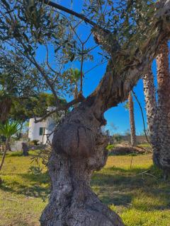 Tenuta Kalós - Gallipoli - 5