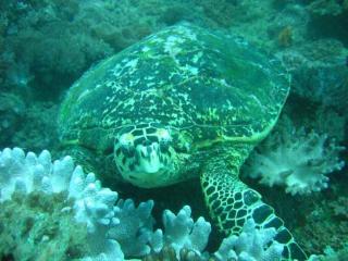 2 Bedroom Luxury Flat in Mombasa, Kenya. - 4