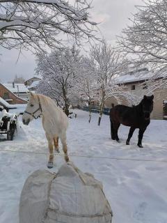 Pezión Limbový Dvor - 2