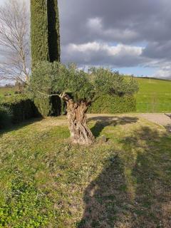 Villa luce e relax - Saturnia - 2