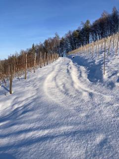 Domki Na Winnicy - Winnica Talaska - 1