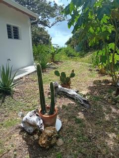 Kazacactus-villa 3 chambres piscine Marie-Galante - 4