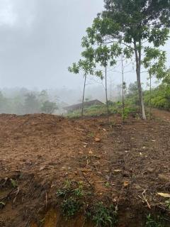 Sinharaja Sky Residence - Kalawana - 7