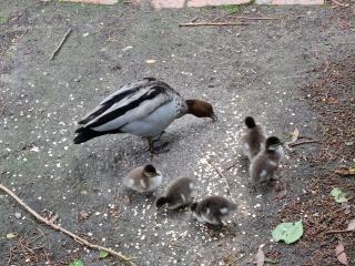 Kookaburra Lodge - 3