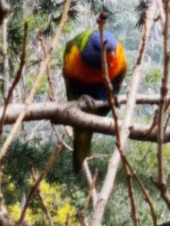 Kookaburra Lodge - 1