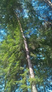 Gite meublé avec étang en lisière de forêt. - 3