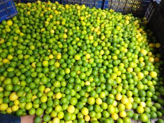 SHRISHAILAM FARM AND YATRI NIWAS - Akalkot - 5