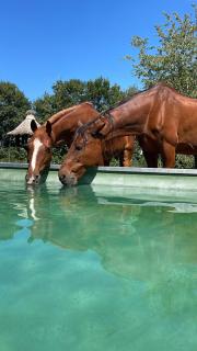 Hipsy-Gipsy retreat-ranch - Heede - 3