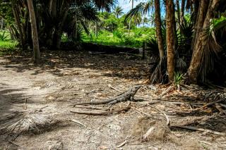 Fronds and Sun at Toh 11 - Tulum - 6
