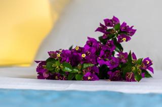 Angelina Studio 3 - 4