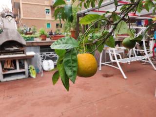 Terrazza di Ernesto - Roma - 5
