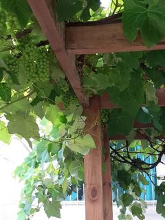 Casa em Gov. Celso Ramos 3 quartos com piscina. - 4