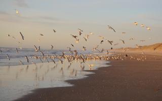 Zomerhuisje Wijk aan Zee - 6