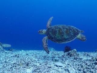 VILLA CORALLIUM -MIYAKO- - Miyako Island - 8