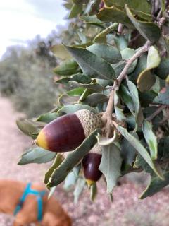 Casa El Encuentro - Turégano Segovia - 2