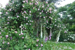 Aplagårdens vingård - Helsingborg - 3