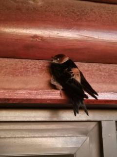 Swallows Rest - Fisherhaven - 7