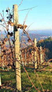 Genuss Appartement am Familien Weingut - Krottendorf bei Ligist - 2