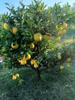 Guest house Fetie - 5