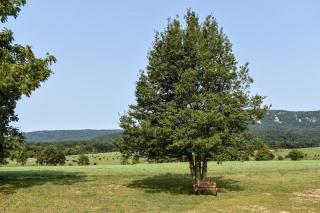 Holly Tree Retreat Located In Beautiful Luray, VA. - Luray - 8