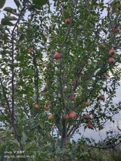 Valley Guest House Pahalgam - 5