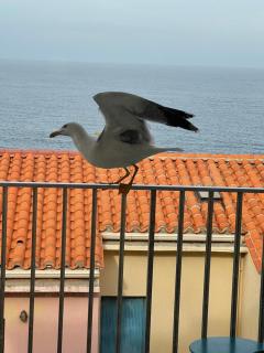 Vue Mer, deux plages à proximité - Collioure - 0
