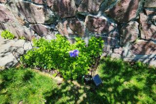 Beautiful & Cozy one Bedroom Apartment near Boston & Airport - 6