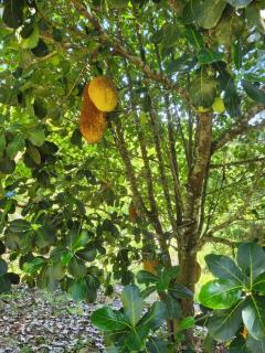 Casa aconchegante em lugar lindo e cheio de Paz - 5