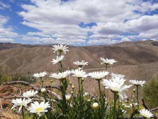 Vidatierra - Potrerillos - 7