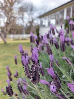 Amaroo House 'A beautiful place!' - Lyra - 9