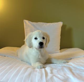 Good Morning Lund - 2