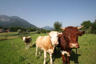Bachbauernhof - Bayerisch Gmain - 7