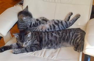 Zimmer m. Doppelbett, Zustellbett f. 3. Pers. mgl. - 7