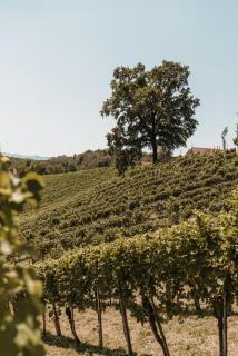 Weingut Assigal - Leibnitz - 8
