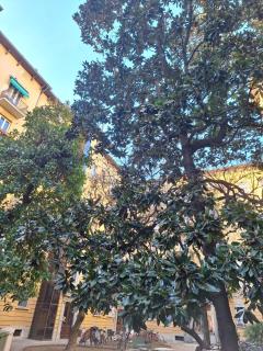 A casa di Ross - Milan - 1