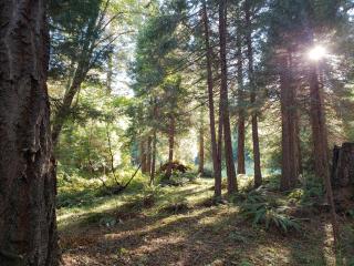 Blissful Solitude Cottage - - 7