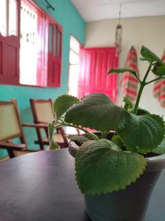 Hospedaje La Sirena - 1