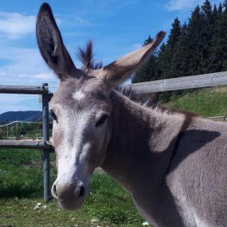 Ferienhof AllgäuMax - Füssen - 6