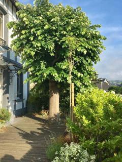 Deauville. Grande villa, plage. - Tourgeville - 9
