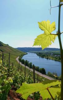 Neue Loft im alten Kelterhaus - Urlaub im Wein- und Ferienort Bekond - Bekond - 2