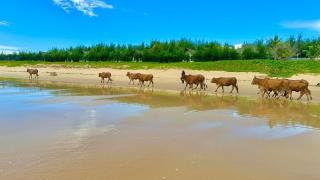 Hoa Loi Resort Phú Yên - Song Cau - 5