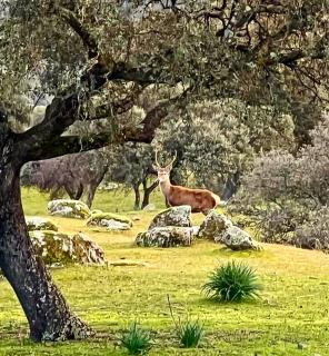 Casa Rural Verde Oliva - 8