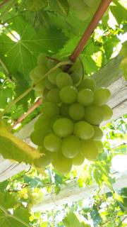 Miltiadis Apartments - 4