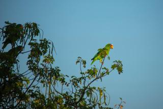 Nicoya Silvestre - Lepanto - 0