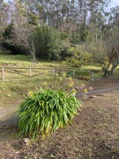LOS CARBAYINOS - Villaviciosa - 6