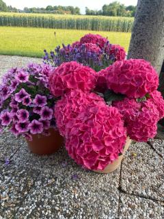 Villa Alba, Walcheren - 1