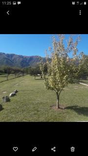 Linda - Cortaderas - 3