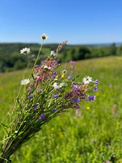 Brzozowe Zacisze Bieszczady - - 5