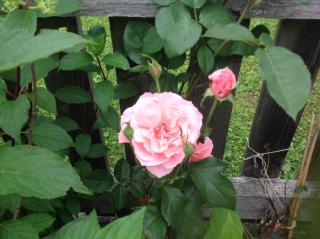 Ferienhaus Heiderand - 7